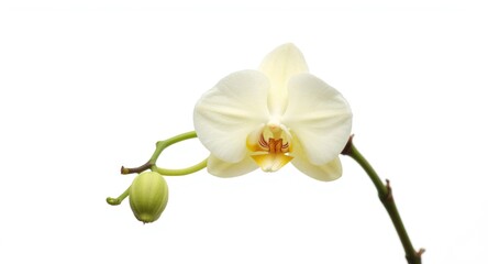 Obraz premium Pale orchid flower plant isolated on solid white backdrop