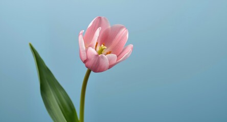 Fototapeta premium Delicate pink tulip blossom with orange stamen on a slender green stem and partial leaves against a calming blue background