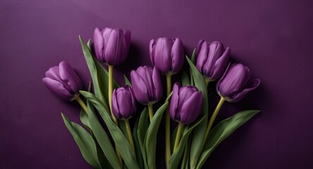 Fototapeta premium Fresh purple tulips set against a deep violet textured studio background