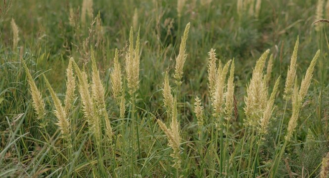 Setaria bristlegrass growing strongly in a natural meadow with thick vegetation