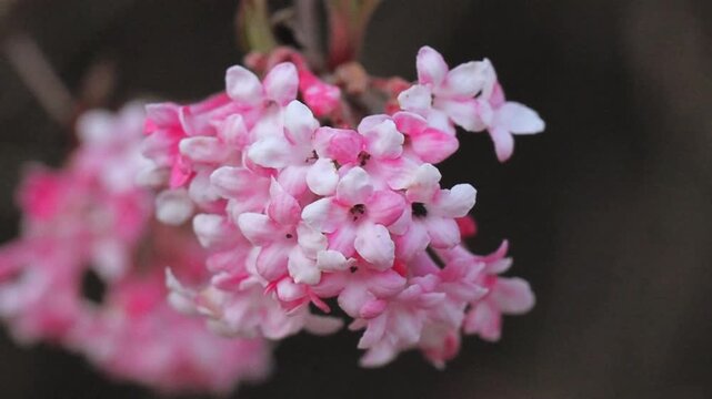 First Signs of Spring - Discover the Earliest Park Blooms