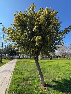 Ligustrum japonicum, commonly known as Japanese privet, is an evergreen ornamental tree with dense, glossy green foliage, captured in a park setting under bright sunlight and clear blue sky.