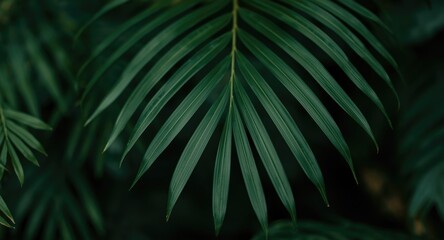 Fototapeta premium Sharp green leaf details in front of a natural leafy background