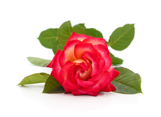 Fototapeta premium Beautiful red and yellow rose with green leaves.