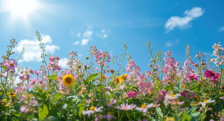 Obraz premium Cheerful summer flowers flourishing beneath a bright sky background