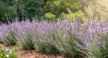 Obraz premium Floral waves of lively mealy sage plants bursting with vibrant summer hues