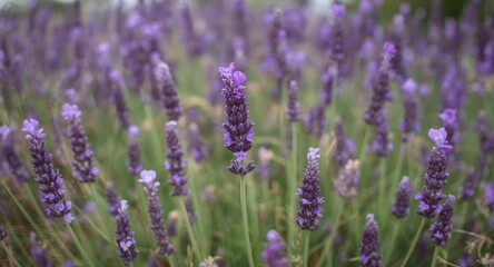 Obraz premium Lavandula stoechas blooming with vibrant flowers on summer field
