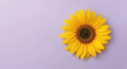 Fototapeta premium Minimal pastel purple summer backdrop with striking yellow sunflower petal details