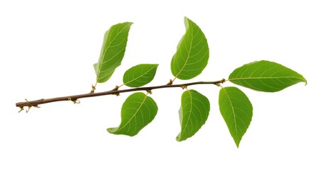 Fototapeta premium Natural twig from poplar tree with lush green leaves and budding growth on white