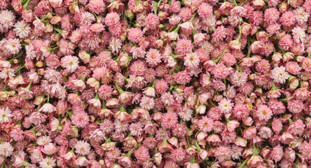 Fototapeta premium Love occasion flower wall showing clusters of pink flowers with green stems including copy space