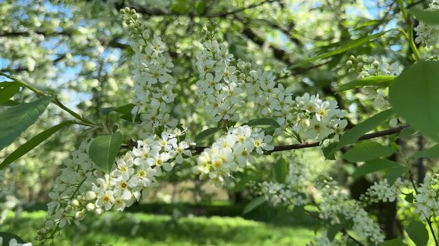 Blossoming Prunus padus tree, Bird Cherry, Hagberry, Hackberry, Mayday tree in spring.