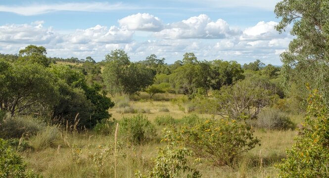 Green bush field featuring eucalyptus groves and natural flora