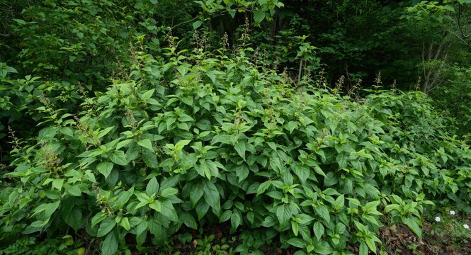 Non native plant Japanese knotweed thriving in disturbed railway zones
