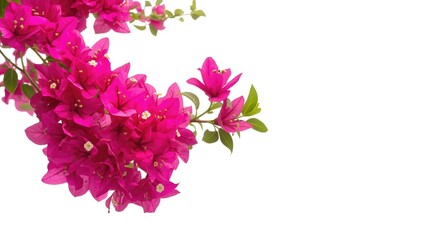 Fototapeta premium Fresh pink bougainvillea floral clusters set against a bright white backdrop