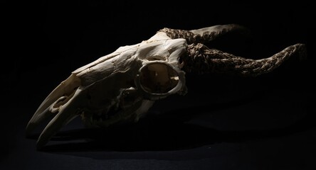 Fototapeta premium Shadow rich depiction of animal skull isolated on black surface