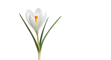 Obraz premium Minimalist watercolor rendering of a white crocus flower on a clean backdrop