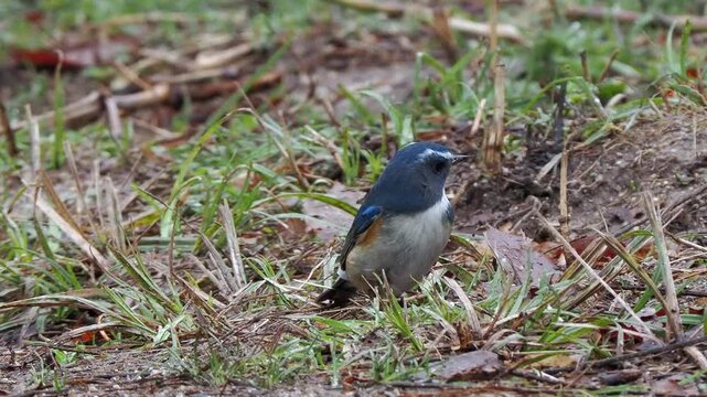 地面に降りてエサを探し、見つけて飲み込むルリビタキの雄