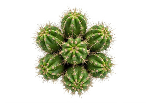 A group of small green cactus isolated on transparent background isolated on transparent background