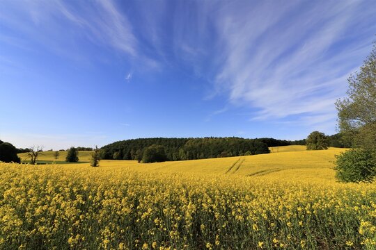 H&uuml;gellandschaft mit Rapsfeld in voller Bl&uuml;te.