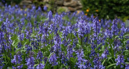 Obraz premium Garden filled with thriving Spanish bluebells and lush bluebells in peak bloom