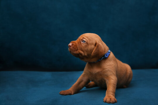 Small ginger Vizsla puppy in blue collar sitting on velvet blue background looking up. Cute domestic purebred animal portrait for commercial design. High quality studio pet photo with copy space 