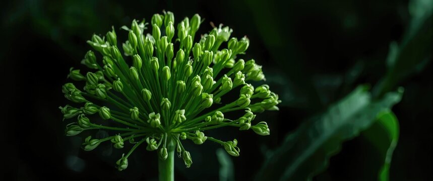 Medicinal healing features of Cyanthillium cinereum green blooms