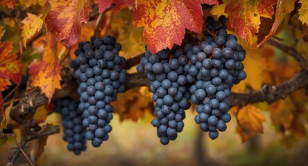 Fototapeta premium Full grape clusters hanging among vibrant fall foliage