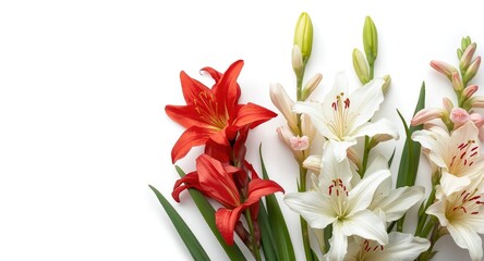 Fototapeta premium Red and white freesia flower arrangement photographed on a white background