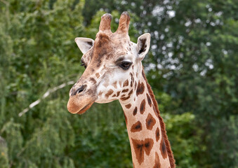 Obraz premium Giraffe portrait in the zoo
