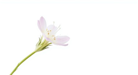 Naklejka premium Single Oenothera glazioviana blossom on a high key white background featuring copy space