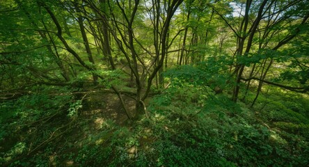 Obraz premium High angle image of thriving woodland grasping the Earth with detailed natural elements