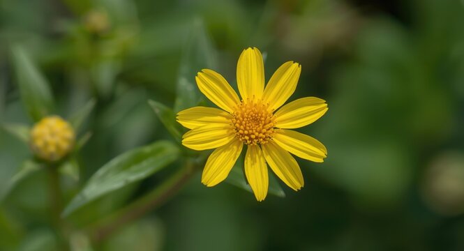 Small yellow wedelia chinensis blossom with vibrant petal texture