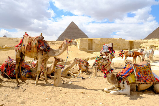 Saqqara, Egypt. Camels resting near pyramids in Giza Egypt with desert landscape