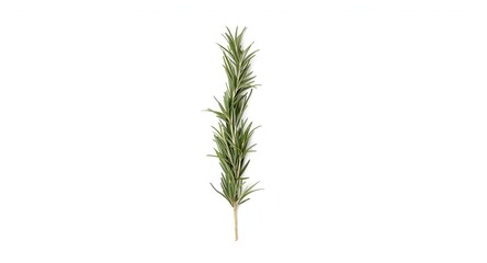 Fototapeta premium Dry rosemary twigs isolated on a bright white backdrop with copy space