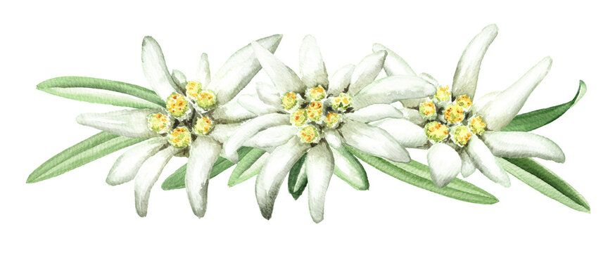 Edelweiss flowers Hand-drawn watercolor illustration, isolated on white background