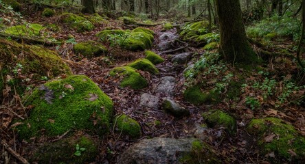 Fototapeta premium Green moss enveloping stones on a secluded forest walking trail
