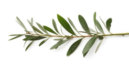 Obraz premium olive branch with lush leaves on a bright white backdrop