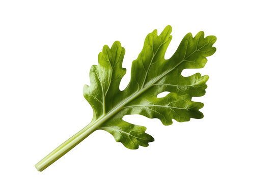 Fresh green arugula leaf full of vitamins and minerals, a healthy organic salad ingredient food on transparent background
