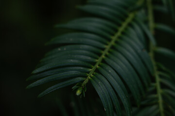 Close-up of a dark green fern leaf with elongated leaflets, photographed in low light against a dark background. © Anna
