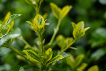 Obraz premium Close-up of green and yellow variegated leaves on a plant with a blurred natural background. The focus is on the foliage, highlighting the leaf texture and color contrast.