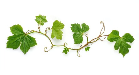 Naklejka premium Detailed grapevine branch with green leaves and twisting tendrils on a clean white background