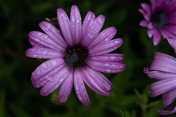 Fototapeta premium Close-up of a single purple african daisy flower with water droplets on petals, surrounded by green foliage and another flower in the background.