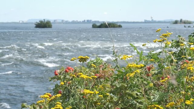 River lake wild flowers tansy rosehip shoreline nature landscape water island summer scenic