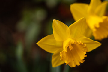 Obraz premium Yellow daffodil flower in focus with another daffodil in the background, set against a dark, blurred natural backdrop, with soft lighting highlighting the petals.