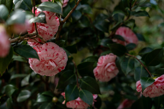 Pink and white camellia flowers bloom among glossy green leaves on a bush with natural outdoor lighting and a blurred background.