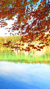 Crystal water moving gently across pebbles and moss in quiet autumn forest landscape full of calm