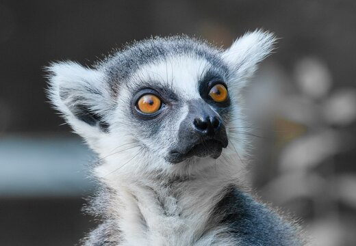 lemur catta portrait