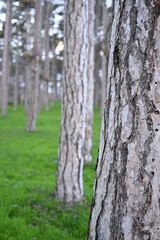 Fototapeta premium Lush pine forest landscape with thick green undergrowth and tall evergreen trees