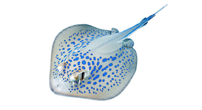 Blue spotted stingray isolated on transparent background with vibrant blue spots