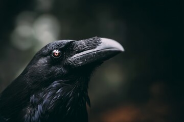 Obraz premium crow on the ground